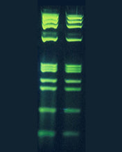 Blue LED Light Transilluminator 470nm, for Gel Electrophoresis Visualization