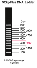 IVYX Scientific DNA-Leitern für die Gelelektrophorese (100bp - 1Kb)