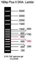 IVYX Scientific DNA Ladders per elettroforesi su gel (100bp - 1Kb)