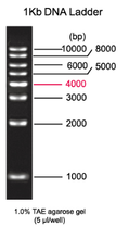 Escaleras científicas de ADN IVYX para electroforesis en gel (100bp - 1Kb)