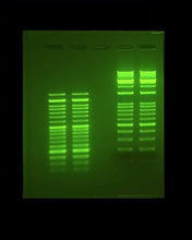 Blue LED Light Transilluminator 470nm, for Gel Electrophoresis Visualization